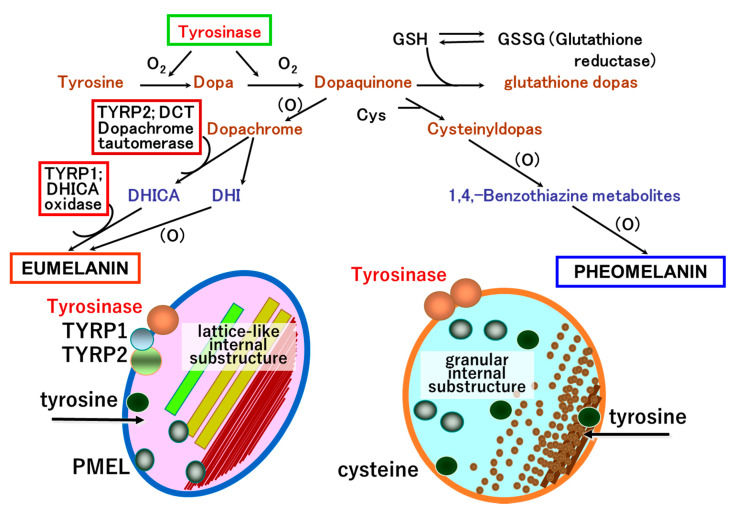Fig. 1 TYRP1-mediated eumelanin synthetic pathway in melanosomes. (OA Literature)