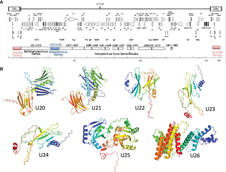 Fig. 1 HHV-6B U22 genome location and protein tertiary structure. (OA Literature)