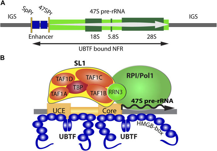 Fig. 1 Schematic diagram showing UBTF binding to rDNA promoter elements via HMG-box domains, recruiting SL1 complex and RNA polymerase I to drive 47S pre-rRNA transcription. (OA Literature)