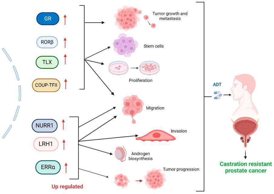 Fig.1 Impact of elevated NR expression on the progression of castration-resistant prostate cancer. (Silva-Cázares, et al., 2024)
