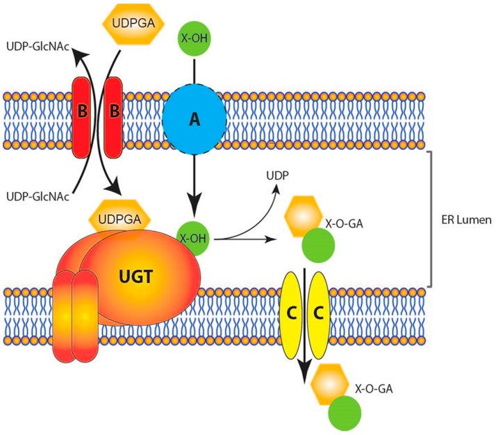 Fig. 1 Microsomal UGT catalyzes glucuronidation inside ER lumen. Distinct from most UGT isoforms preferring O-linked conjugation, human UGT1A4 uniquely mediates N-glucuronidation of tertiary amine xenobiotics and endogenous steroids. (OA Literature)