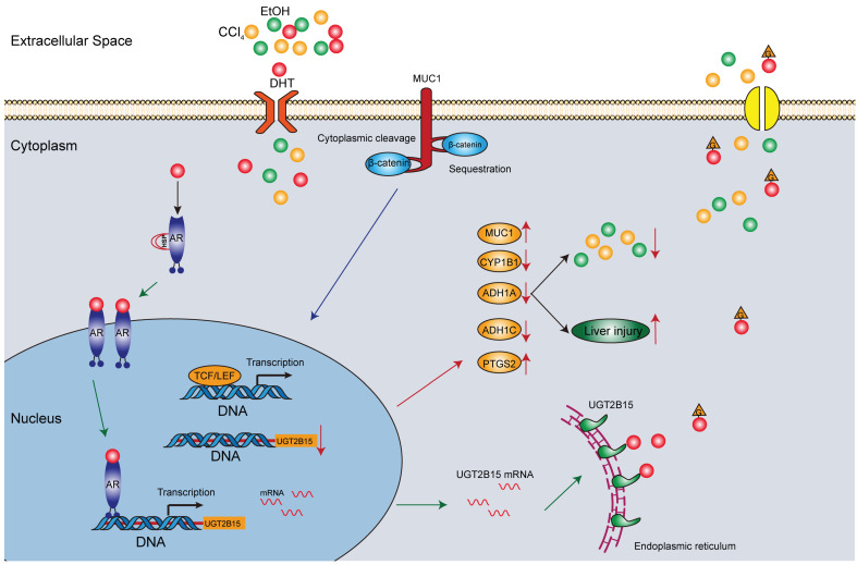 Fig. 1 AR-dependent UGT2B15 regulatory pathway in hepatic steroid detoxification. (OA Literature)