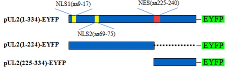 Fig. 1 Schematic of full-length HSV-1 UL2 and truncated mutants, marking N-terminal nuclear localization signals (NLS) and nuclear export signal (NES). (OA Literature)