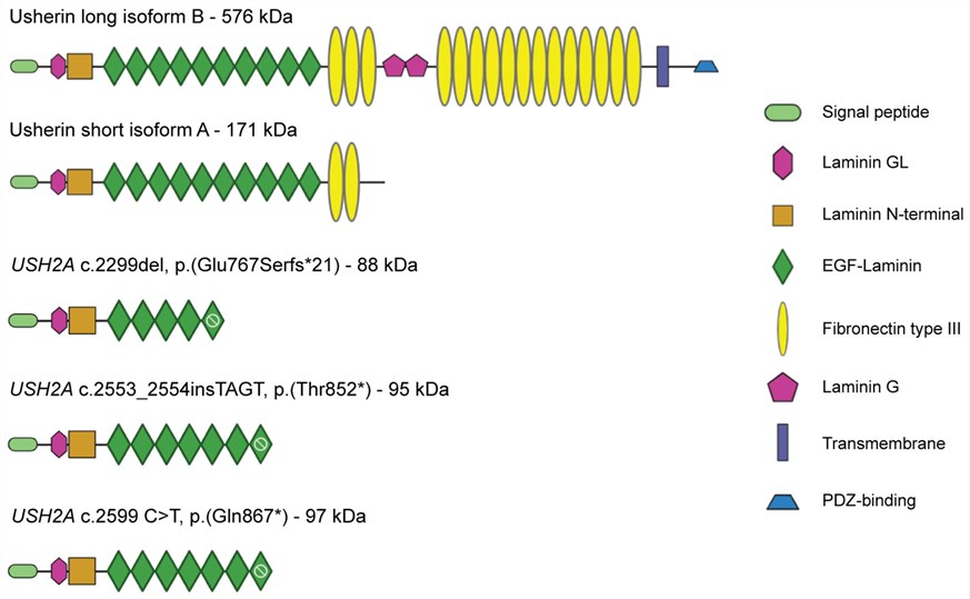 Fig.1 Schematics of USH2A domains. (OA Literature)