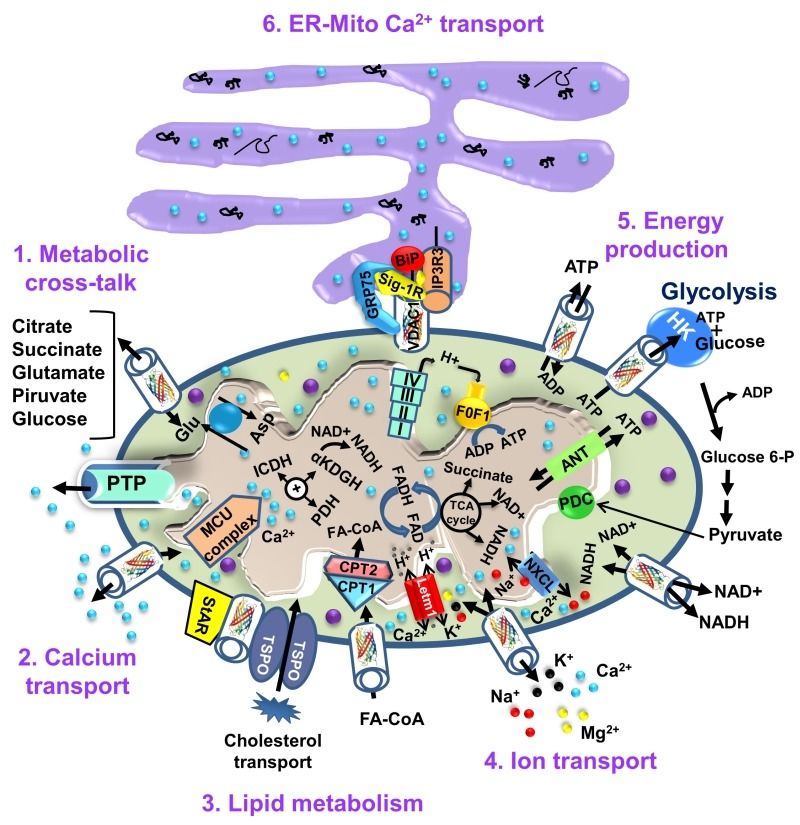 Fig. 1 VDAC1 as core hub for mitochondrial metabolism and ER-mitochondria calcium crosstalk. (OA Literature)