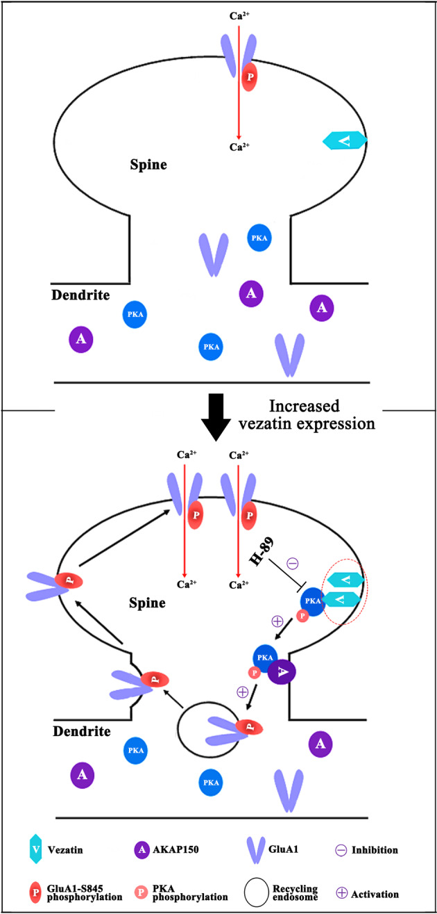 Fig. 1 Schematic pathway diagram showing VEZT mediated regulation of AMPA receptor recycling and calcium PKA signaling in neuronal dendritic spines for postsynaptic plasticity basic research. (OA Literature)