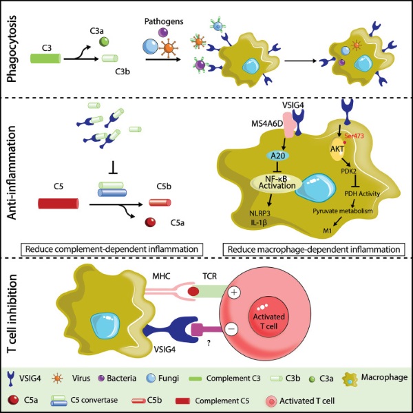 Fig. 1 Schematic illustrating VSIG4 mediated pathogen phagocytosis, anti inflammatory regulation and T cell inhibitory activity in macrophages, including complement cascade components and cell cell interaction events. (OA Literature)