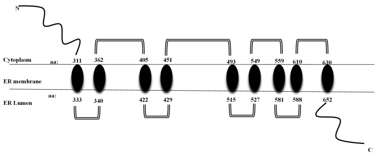 Fig. 1 Schematic topology drawing of human wild type multi transmembrane glycoprotein WFS1(wolframin), showing cytoplasmic N terminus, ER membrane embedded helices and ER luminal C terminus. (OA Literature)
