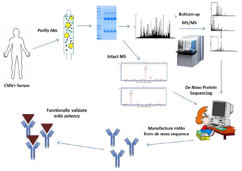 What Is Antibody De Novo Sequencing?