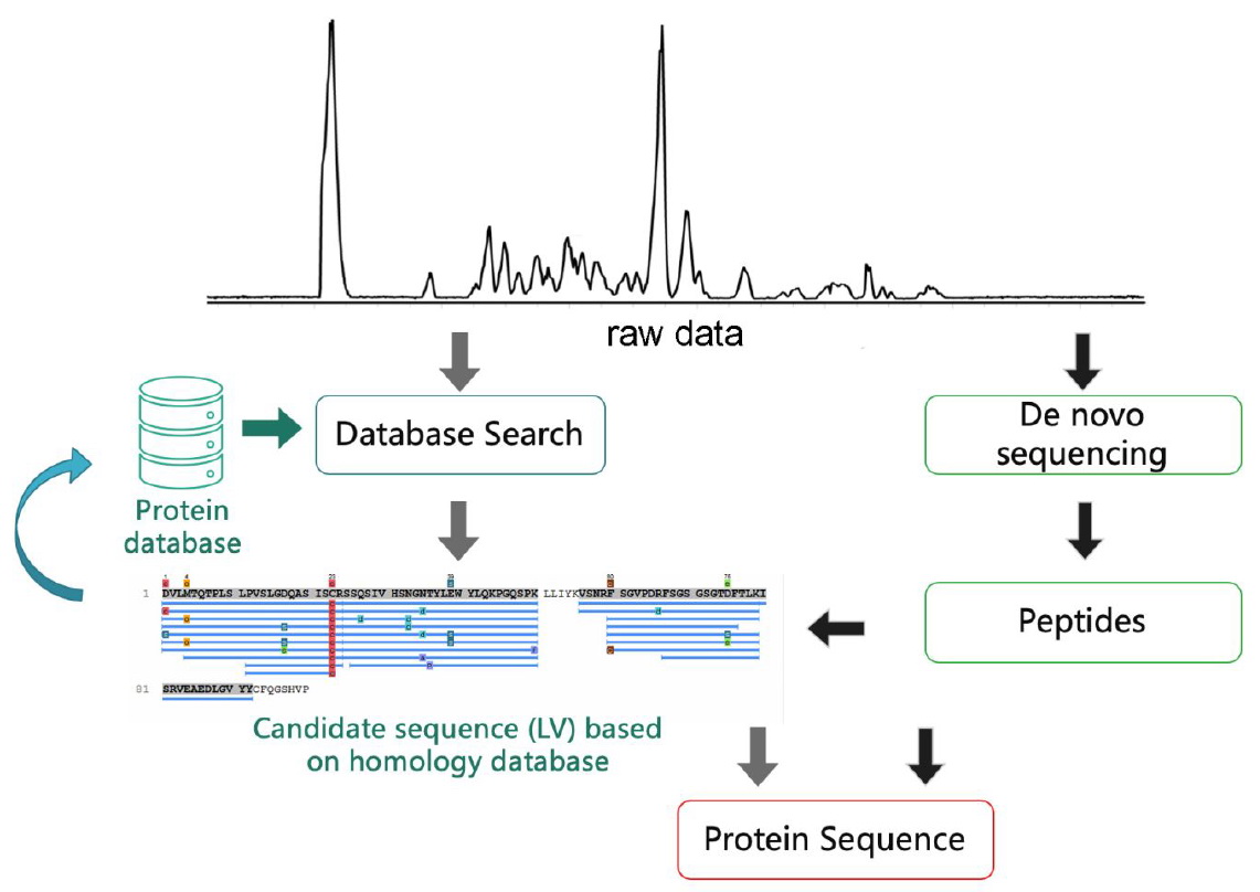 Fig. 2 General workflow for sequencing of novel proteins via PEAKS based on an electropherogram. (Jianhui Cheng, 2020)