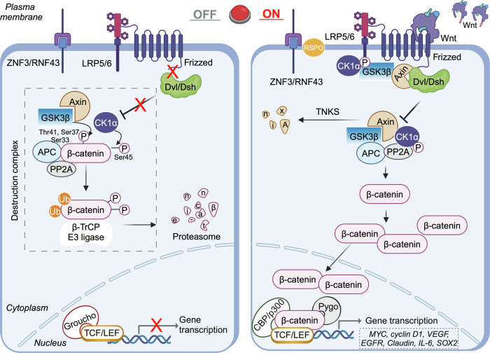 Fig. 1 Canonical Wnt/β-catenin signaling activation and silencing mechanism. (OA Literature)