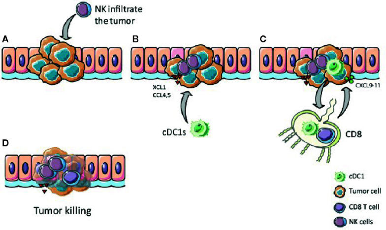 Fig. 1 XCR1-dependent NK-cDC1 crosstalk cascade driving anti-tumor CD8⁺ T cell immune response. (OA Literature)