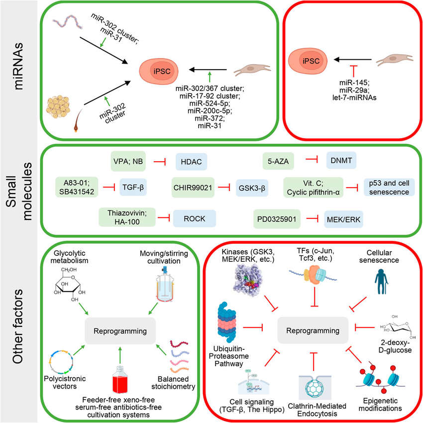 Barriers to cell reprogramming and approaches used to overcome them. Various approaches are used to increase the reprogramming efficiency. (OA Literature)