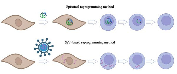 Reprogramming iPSCs using episal virus and Sendai virus (SeV). (OA Literature)