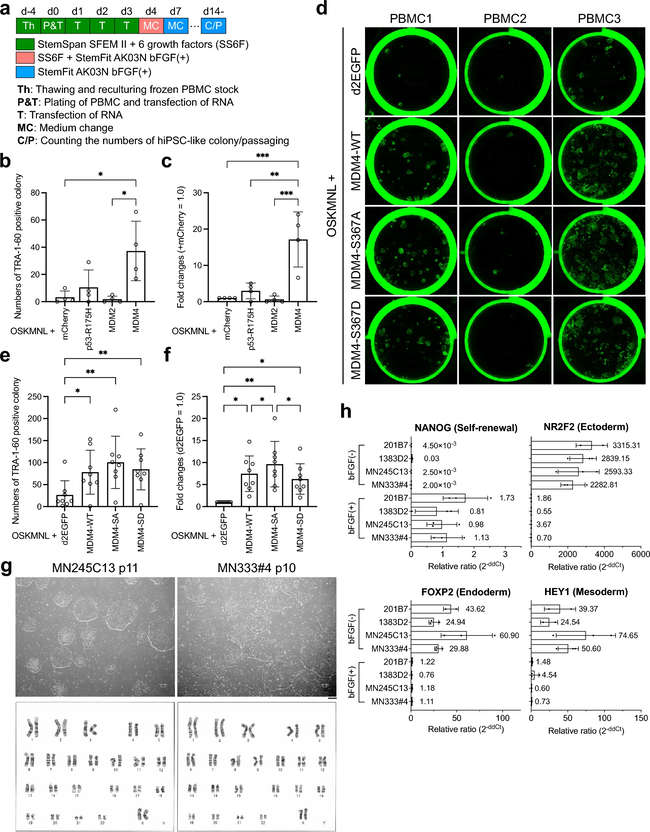MDM4 makes it possible to efficiently generate human iPS cells from PBMCs using synthetic RNA. (OA Literature)