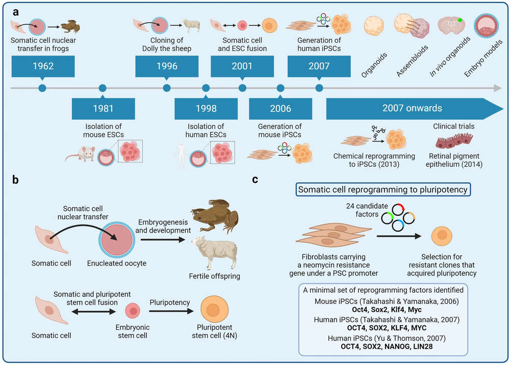 Development of the induced pluripotent stem cell (iPSC) technology. (OA Literature)