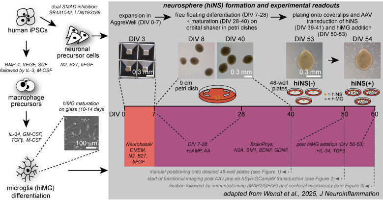 The experimental steps for generating 3D hiNS using 3D culture of iPSC. (OA Literature)