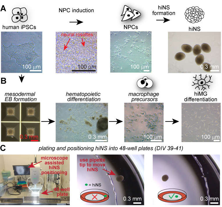 Example microscopy images of all induced pluripotent stem cells (iPSCs)-derived cell culture stages necessary for human iPSC-derived 3D neurosphere (hiNS) generation. (OA Literature)