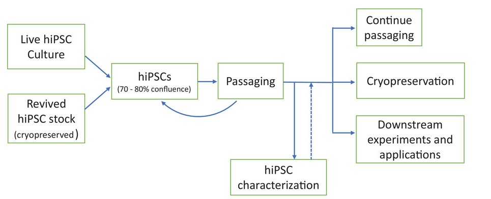 Flowcharts for hiPSC culture. (OA Literature)