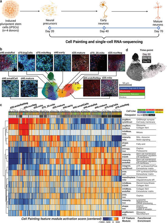 Combined analysis of differentiated iPSCs was conducted using CP and scRNA-seq. (OA Literature)
