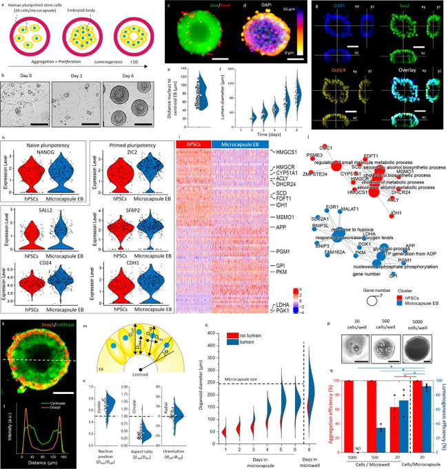 Large-scale preparation of EB using microcapsules. (OA Literature)