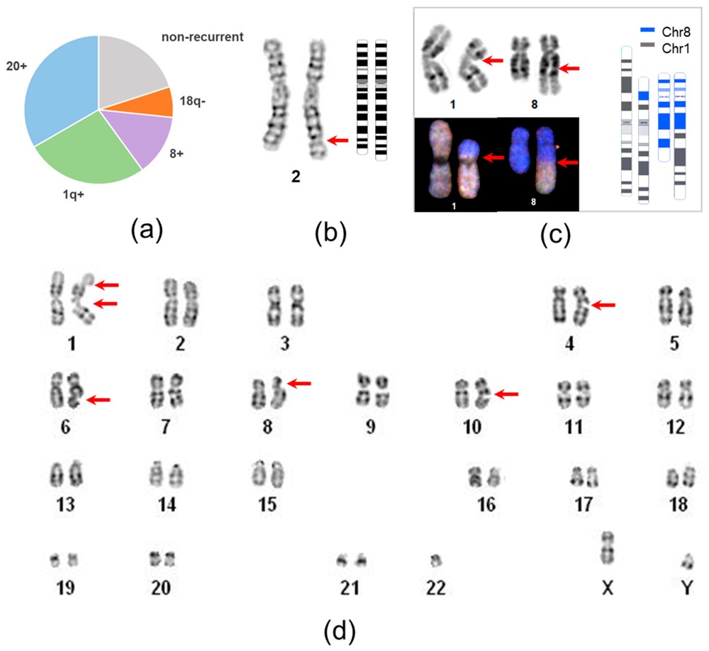 Influence of diverse karyotypic aberrations on iPSC genomic instability and architecture of non-recurrent abnormalities. (OA Literature)