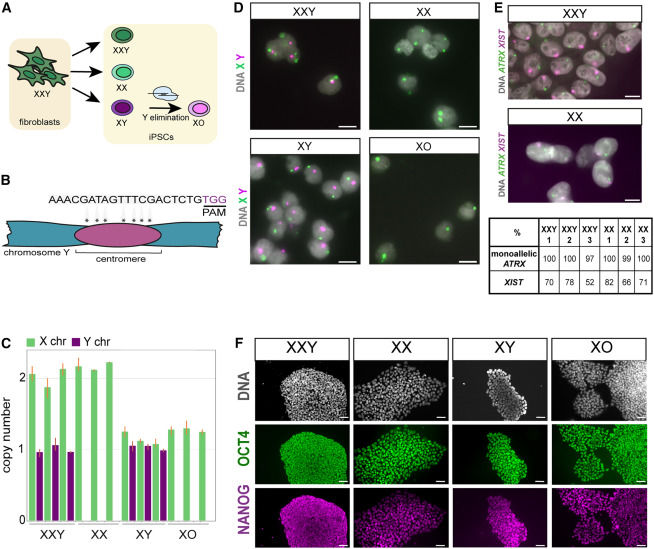 Hipscs with sex chromosomes of XXY, XY, XX, and XO were obtained by reprogramming fibroblasts with sex chromosomes of XXY. (OA Literature)