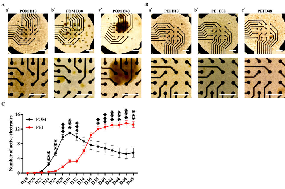 Coating MEA with PEI promotes stronger adhesion and more uniform distribution of iPSC-MNs. (OA Literature)