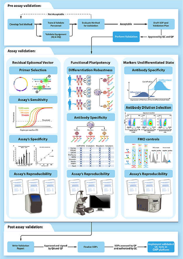 The pluripotency of iPSCs was identified by using multiple methods. (OA Literature)