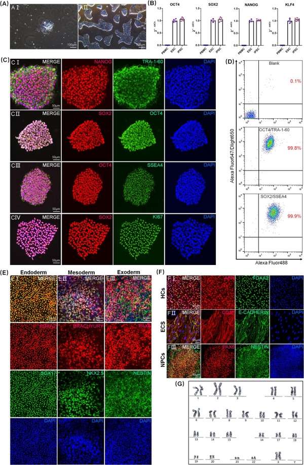 The pluripotency of iPSC was identified by flow cytometry, immunofluorescence and rt-PCR. (OA Literature)