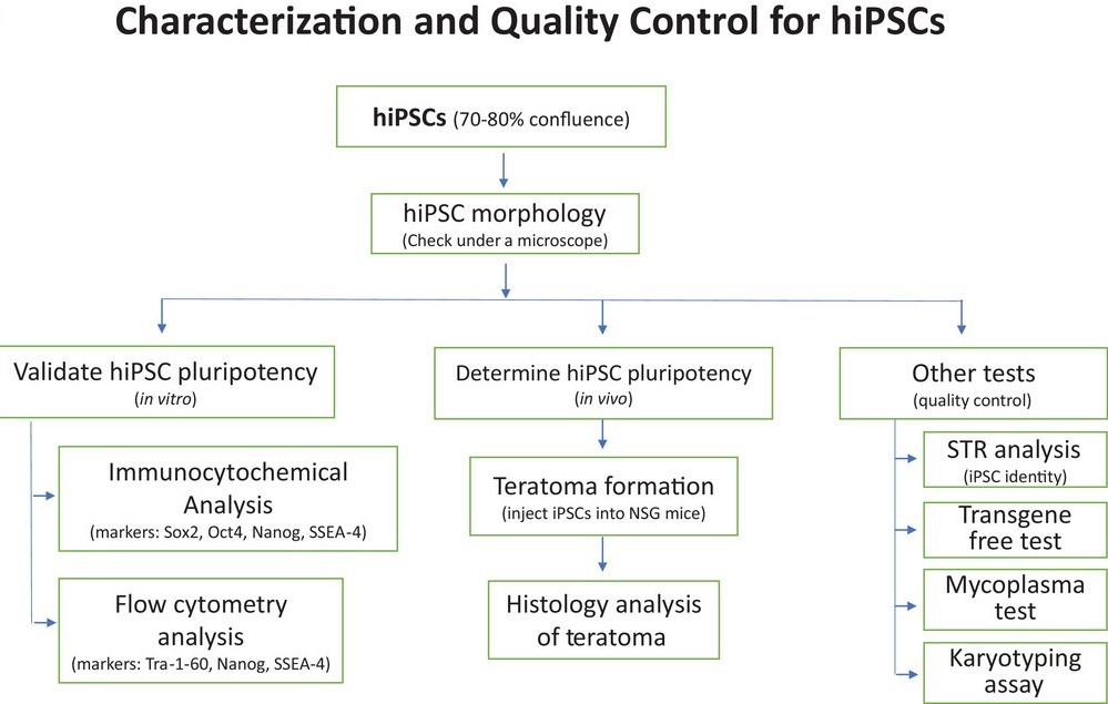 Characterization of hPSC and quality control methods. (OA Literature)