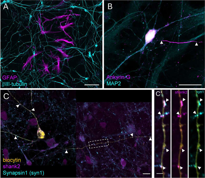 Differentiated h-iPSC-N cultures express neuronal and glia markers from the first week of maturation. (OA Literature)