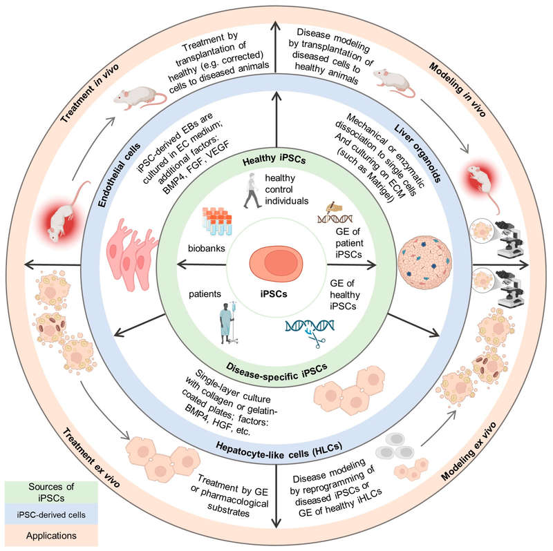 The application of iPSC differentiation into liver organoids in the treatment of liver diseases. (OA Literature)