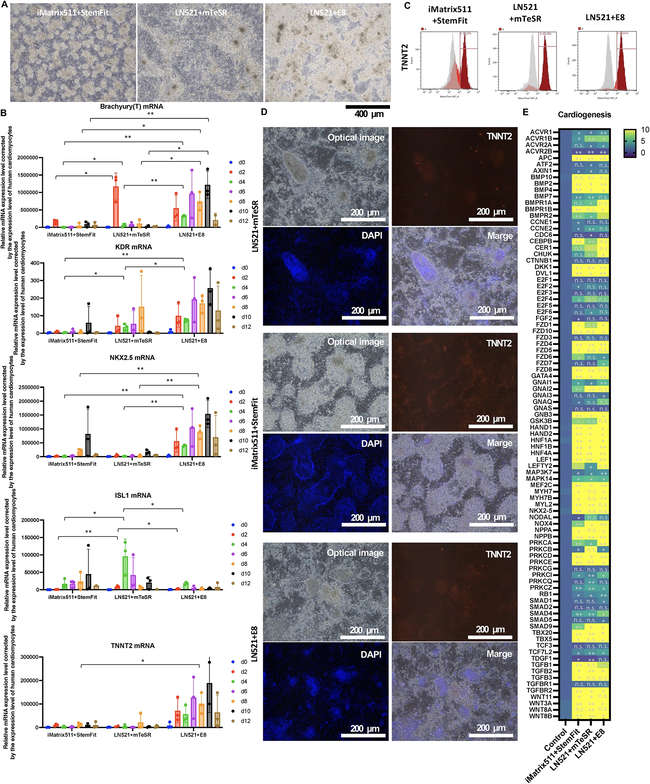 Compare the effects of three different pre-culture medium components on the ability to induce iPSCs to differentiate into cardiomyocytes. (OA Literature)