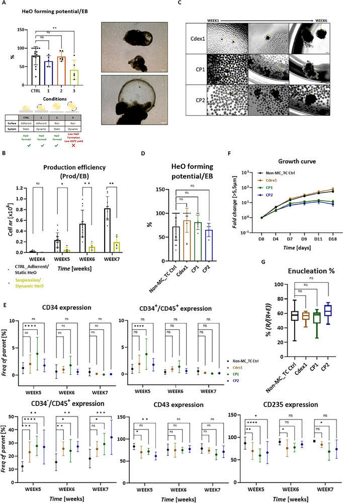 Erythroid proficient HeO formation under dynamic culture condition. (OA Literature)