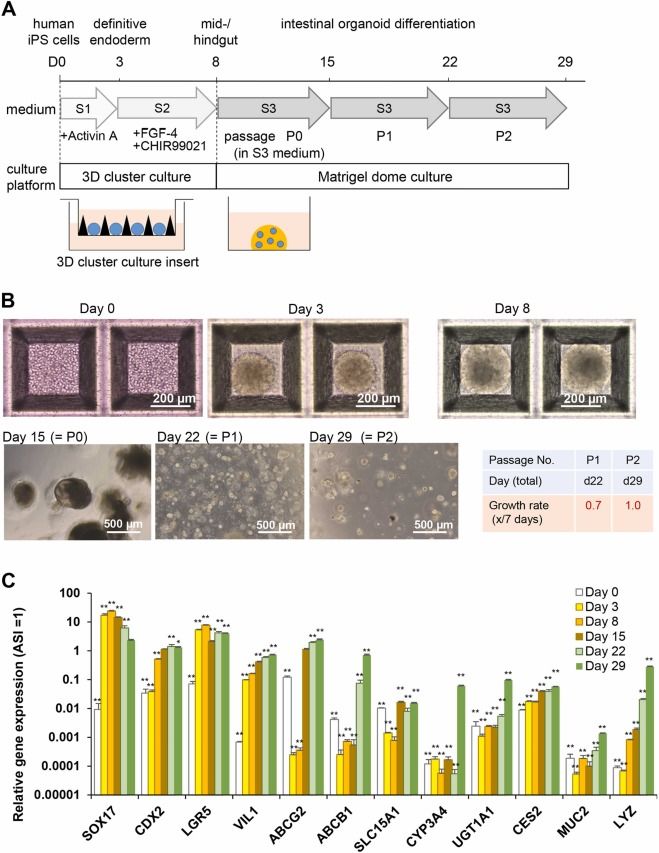 Differentiation of human iPSCs into intestinal organoids (IOs). (OA Literature)