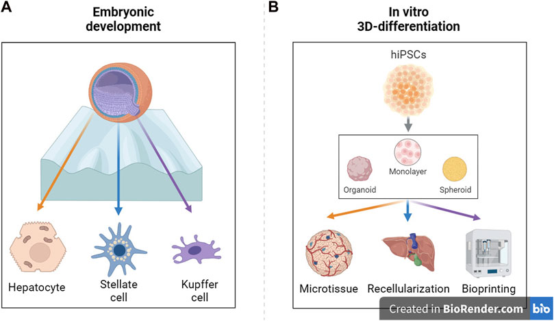 Schematic diagram of the in vitro differentiation protocol of IPSCs into liver cells. (OA Literature)