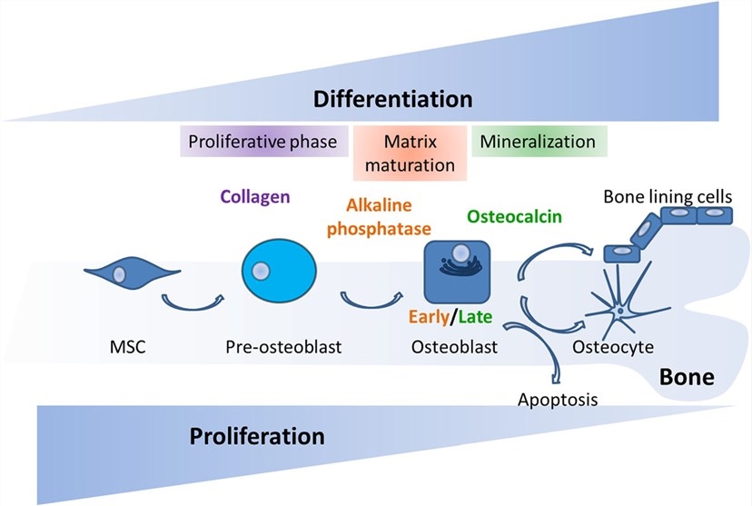 Osteogenic differentiation of MSCs.