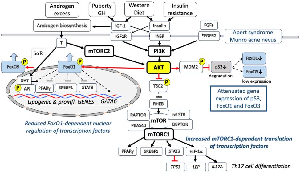 Fig.1 Role of PPARγ in the regulation of acne. (Melnik, 2023)