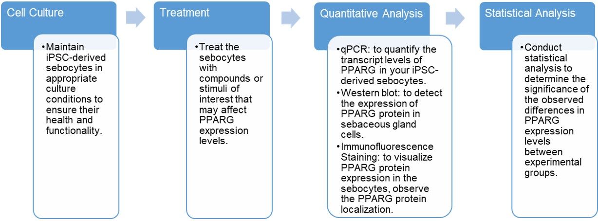 Fig.2 The steps of PPARG expression assay based on iPSC-derived human sebocyte models. (Creative Biolabs Original)