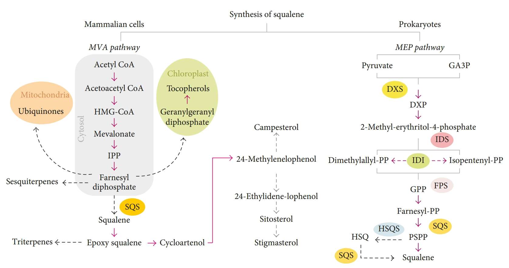 Fig.2 Different squalene synthesis routes. (Grande, et al., 2018)