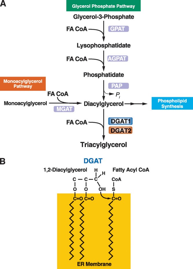 Fig.1 Triglycerides synthesis. (Yen, et al., 2008)