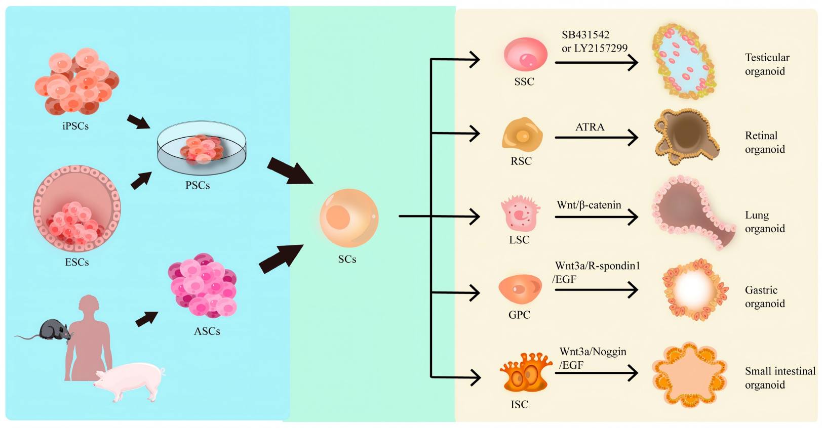 Illustration of signaling cascade modulation driving stem cell differentiation into mature organoid tissue.