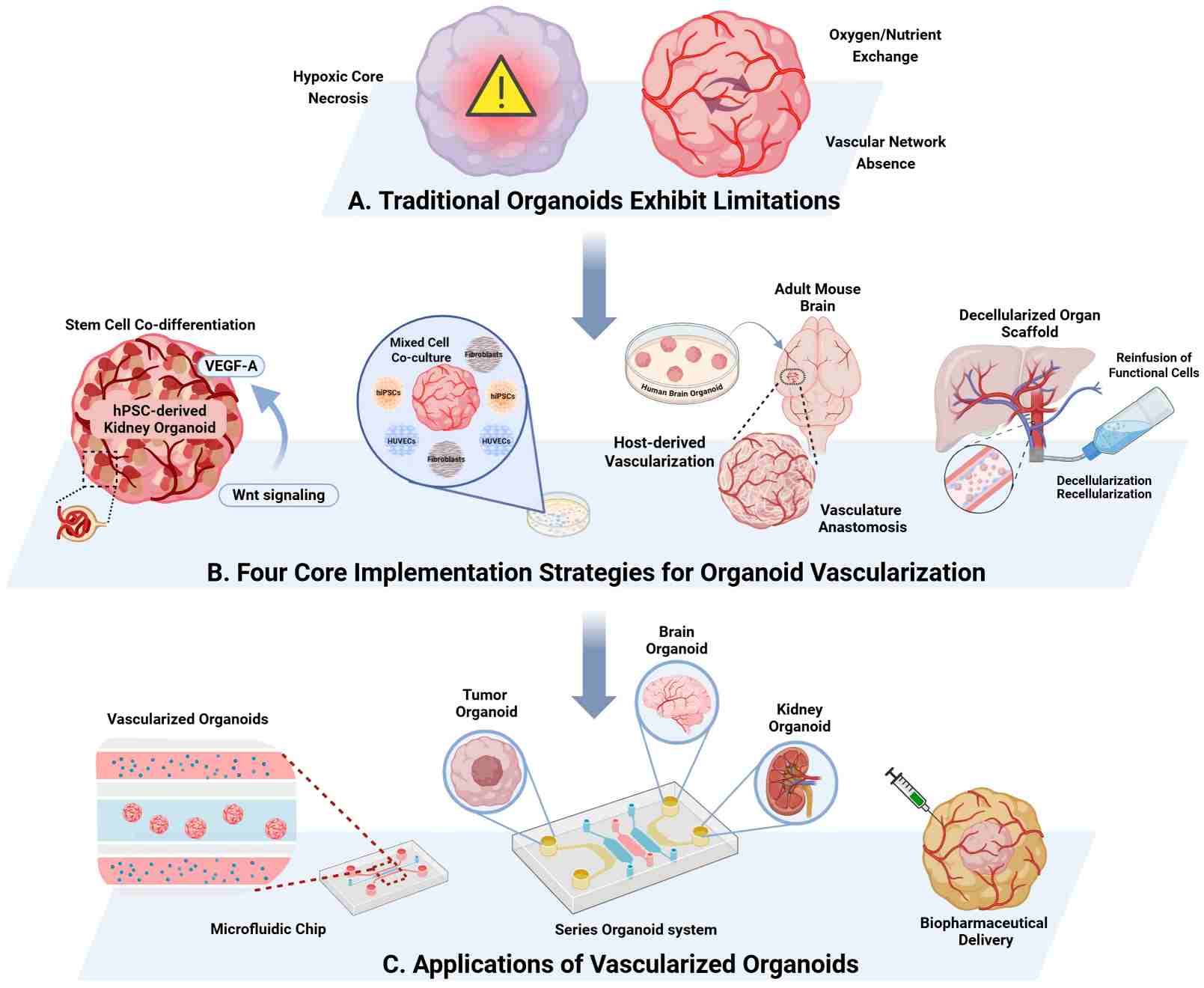 Schematic illustrating strategies and applications of vascularized organoids. Panel A contrasts traditional organoid limitations (hypoxic core) with vascular needs. Panel B details four construction strategies: stem cell co-differentiation, mixed cell co-culture, host-derived vascularization, and decellularized scaffolds. Panel C depicts applications in microfluidic chips, series organoid systems, and biopharmaceutical delivery.