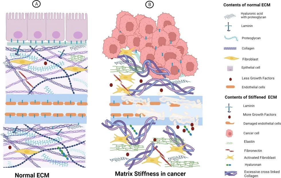 Composite image showing strategies for engineering vascularized organoids and a schematic comparison of normal versus tumor microenvironment extracellular matrix.
