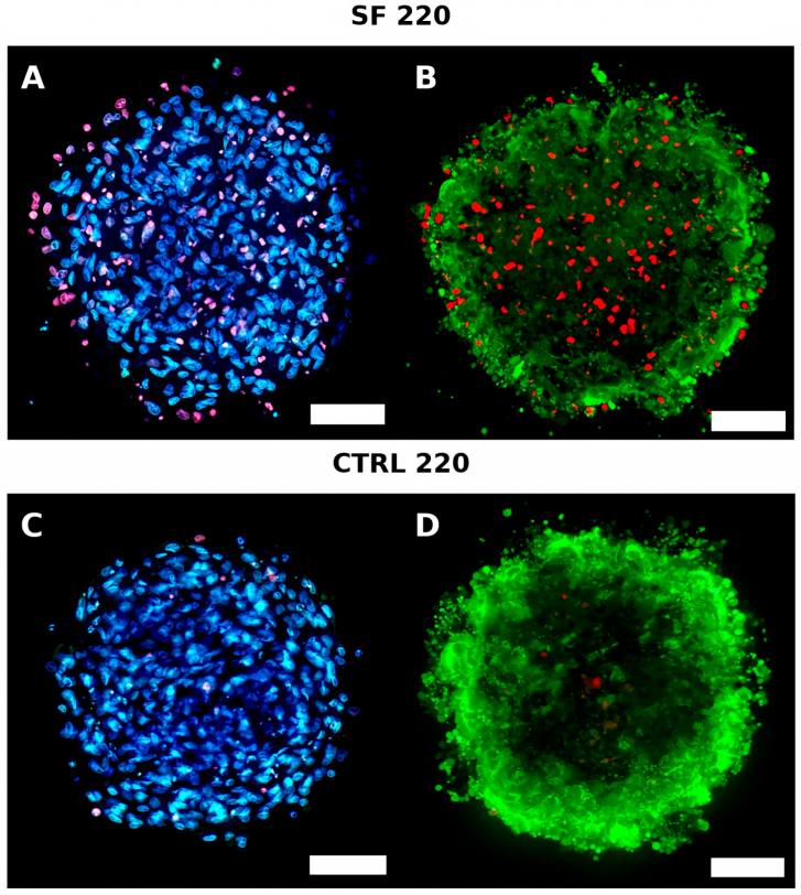 Live/Dead fluorescent staining showing high organoid viability 24 hours post-thaw.