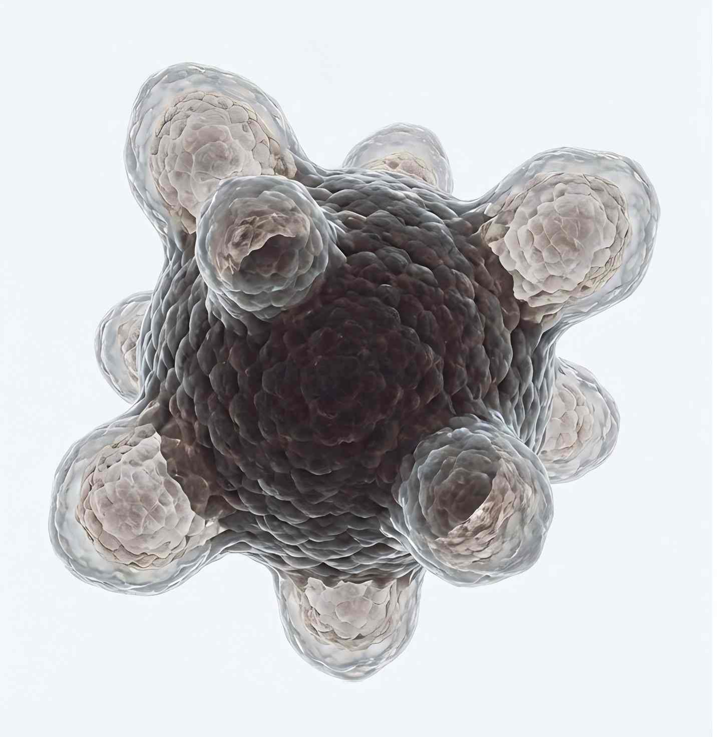 3D illustration of a complex organoid structure with multiple budding protrusions, representing tissue maturation. (Creative Biolabs AI)