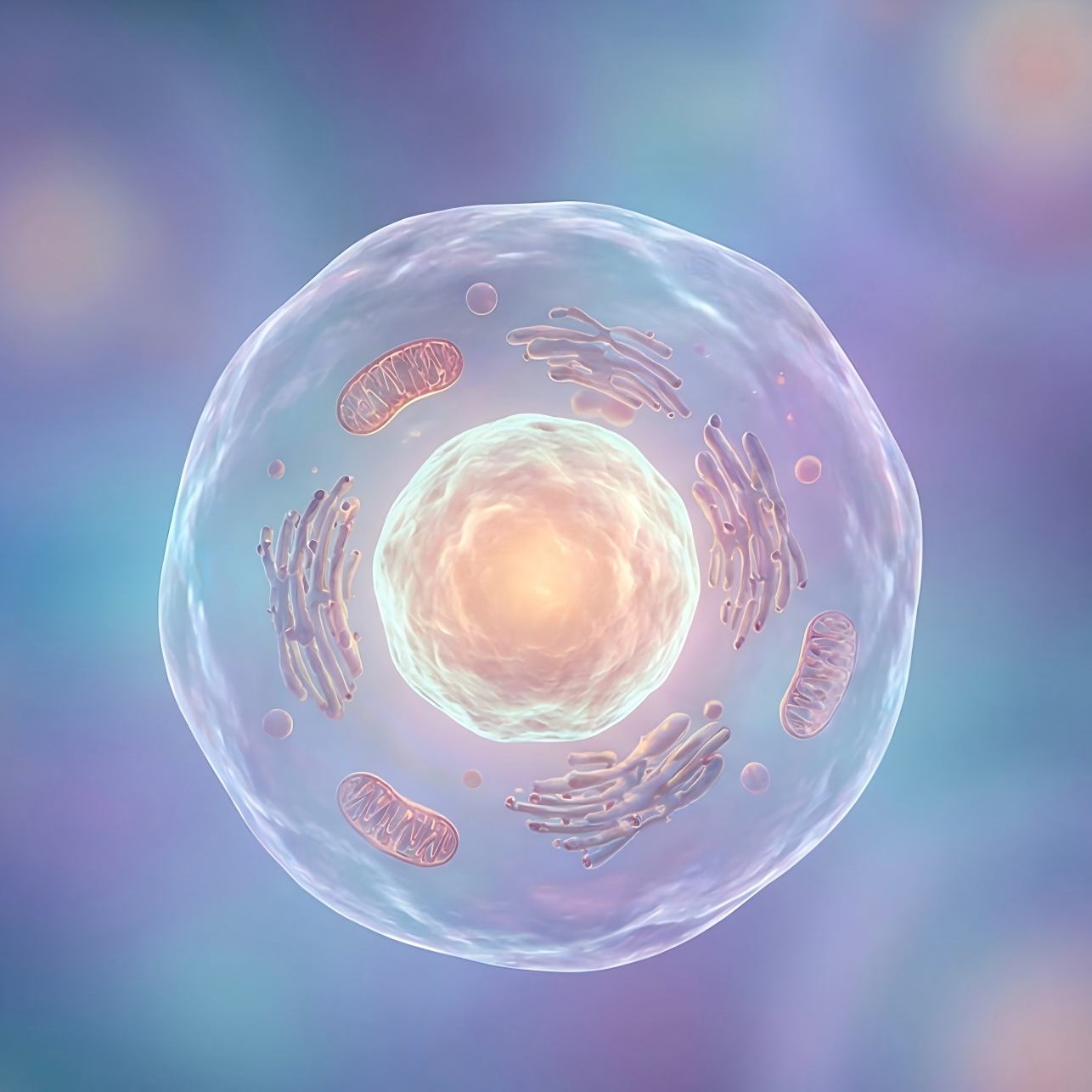 Detailed illustration of a single healthy animal cell with a glowing nucleus and visible organelles in blue and purple tones. (Creative Biolabs AI)