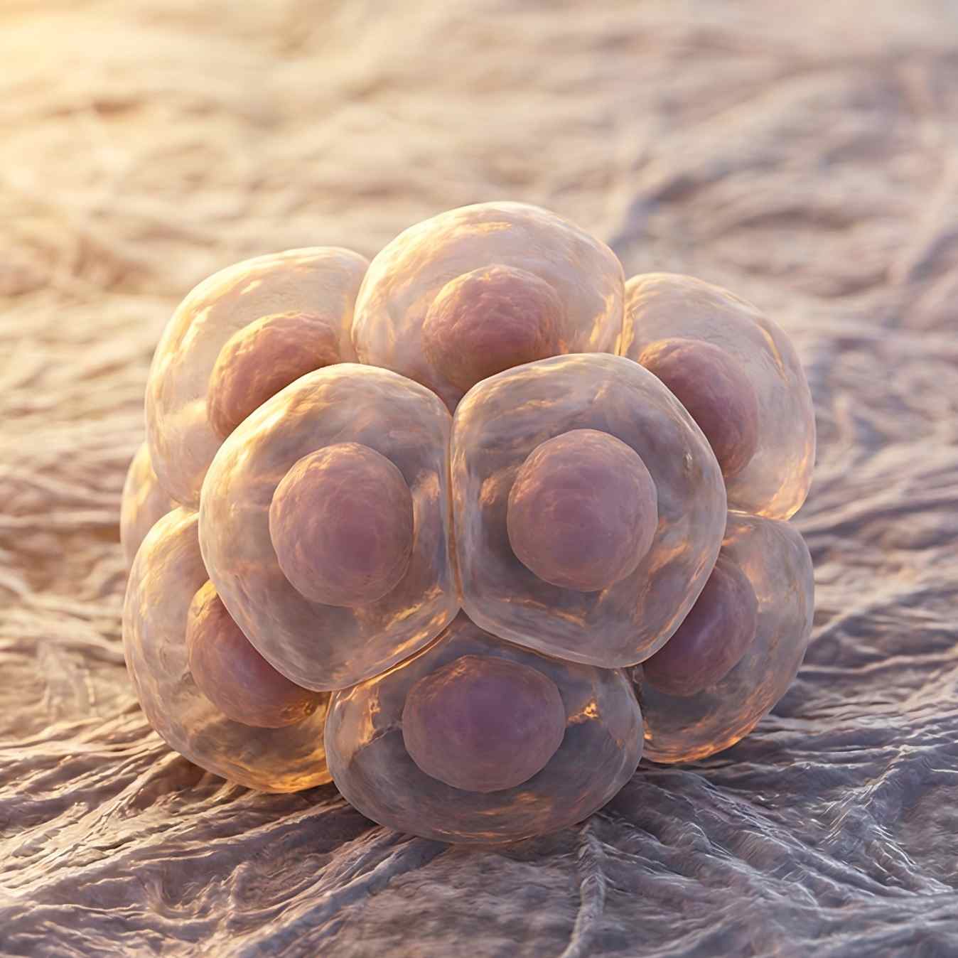 A tight cluster of stem cells forming a spherical colony or embryoid body resting on a fibrous extracellular matrix. (Creative Biolabs AI)