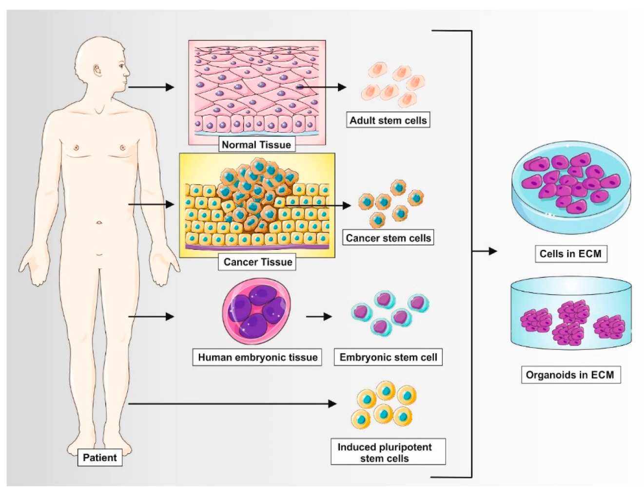Schematic diagram showing the establishment of human 3D organoids from various cell sources.